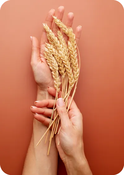 Hands holding wheat stalks
